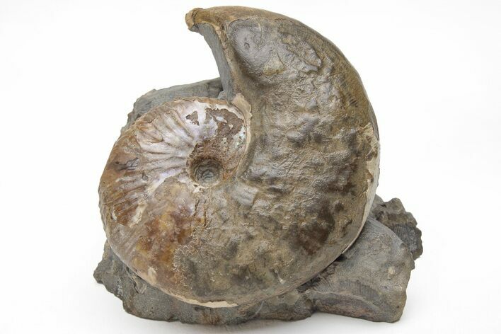 Iridescent Hoploscaphites Ammonite Fossil - South Dakota #209699